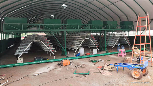 鹌鹑笼具厂家案例